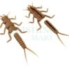 Evolution Stone Fly - Legs, Tail -Fishing Mart evolution stone fly legs tail 0g
