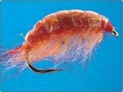 Kiełże (zadziorowe)