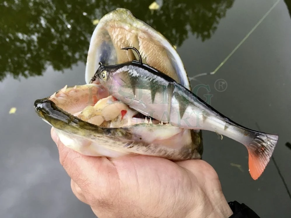 Quantum Przynęty Freak Of Nature Swimbait Perch 4 Quantum Przynęty Freak Of Nature Swimbait Perch - obrazek 2