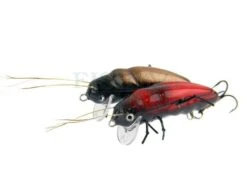 Woblery Stictoleptura Rubra