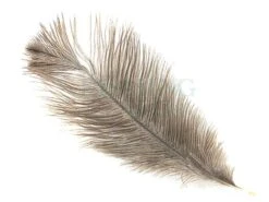 Wapsi Pióra Strusia Ostrich Mini Plumes