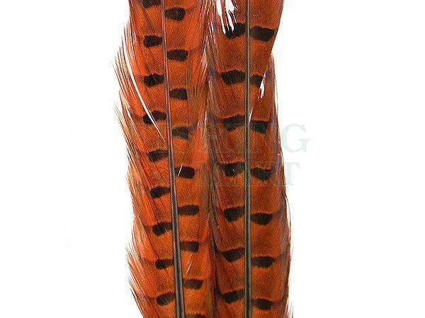 Wapsi Sterówki Bażanta Ringneck Tail Feathers 3 Wapsi Sterówki Bażanta Ringneck Tail Feathers