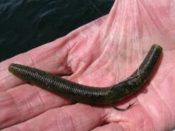 Gamakatsu Haczyki Worm 318 Wacky -Fishing Mart worm 318 wacky kz